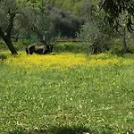 Ada Musso Ss Diano Borello