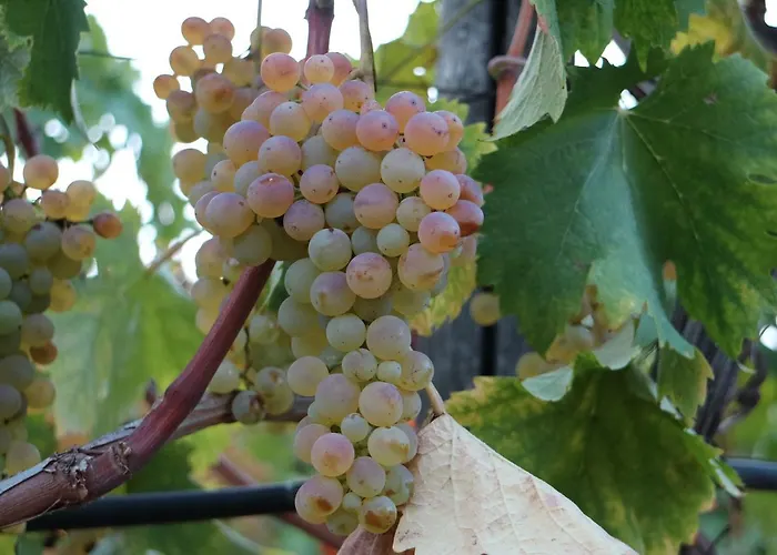 Ada Musso Ss Farmház *