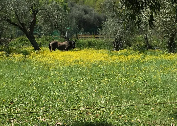 Ada Musso Ss Diano Borello