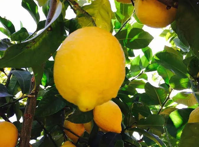 Ada Musso Ss Diano Borello