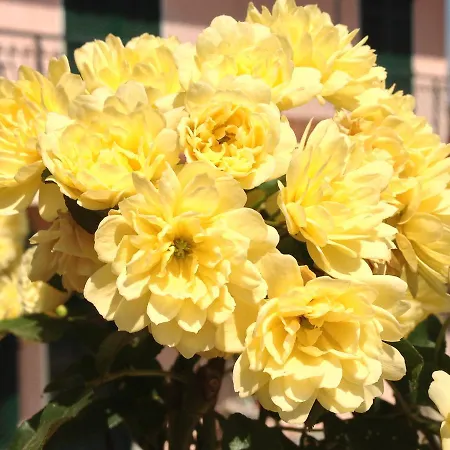 Ada Musso Ss Diano Borello