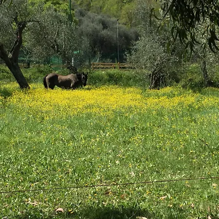 Agriturismo Ada Musso Diano Borello