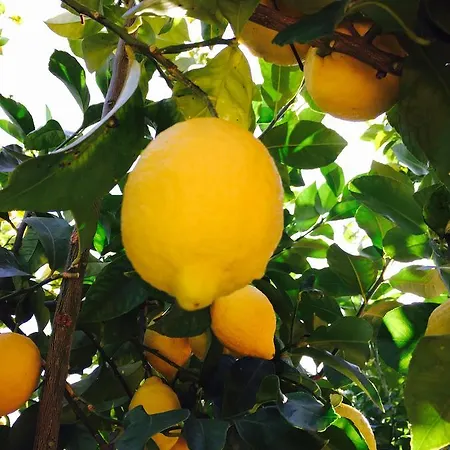 Agriturismo Ada Musso Diano Borello