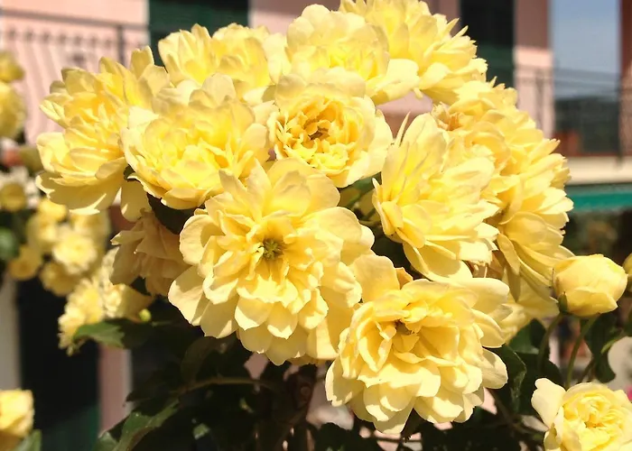 Ada Musso Ss Diano Borello