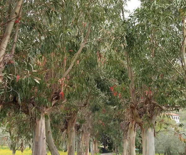 Ada Musso Ss 农家乐 Diano Borello